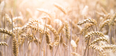 Close-up of ears of grain symbolizing a field of straw. Straw is considered a regenerative building material with excellent insulating properties