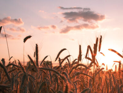 Photograph of ears of grain in the straw field against the light at sunset - straw is considered a regenerative building material with excellent insulating properties